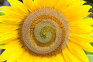 Close-up sunflower