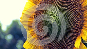 Close up of a Sunflower