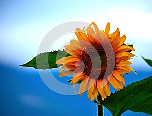 A close-up of sunflower