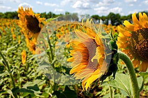 A close-up of a sunflower against the background of the field and the blue sky. Summer mood