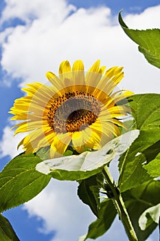 Close up of sunflower against blue sky