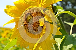 A close-up of sunflower against the sky