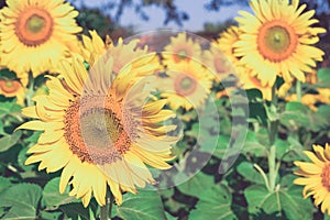 Close up sunflower awaited sunshine in the garden. photo