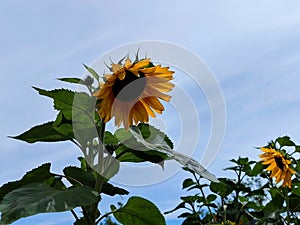 Close up of a sunflower with a beautiful slightly cloudy blue sky background