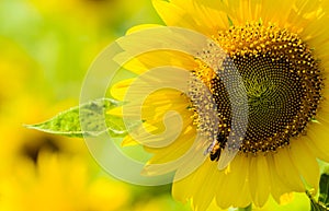 Close up Sunflower and the Bee