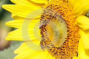 Close up of sunflower and bee at Chiangrai ,Thailand photo
