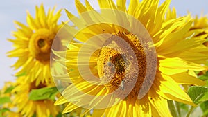 Close up on sunflower and bee. Flowering crops growing ripening in field.