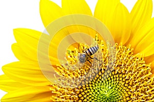 Close Up of Sunflower with bee.