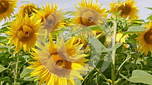 Close up on sunflower and bee. Sunflower crops growing ripening in field.