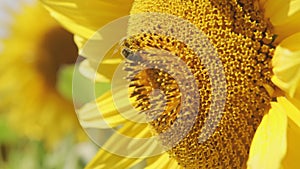 Close up on sunflower and bee. Sunflower crops growing ripening in field.