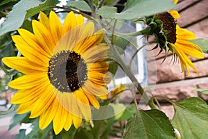 Close up of Sunflower bloom near brick building