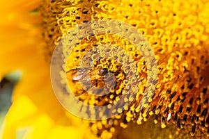 Close-up of Sunflower blooming with bee is pollinating natural