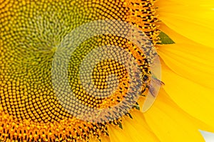 Close-up of Sunflower blooming with bee is pollinating natural