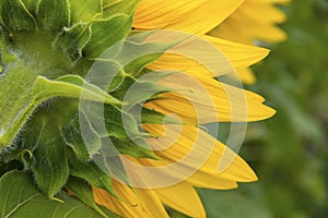 Close-up sunflower blooming on a meadow