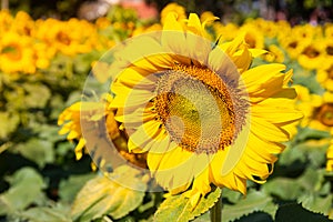 Close-up of Sunflower blooming natural