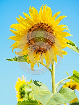 Close-up of Sunflower with the blue sky and nature background.