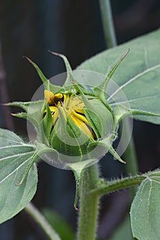 Sunflower bud with green leaves