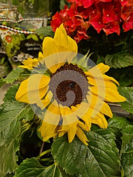 close-up of Sunflower or Elianthus or Heliotrope (Helianthus Annuus) photo