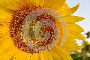 Close Up of Sunflower Face
