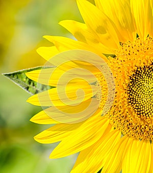 Close up Sunflower on the field