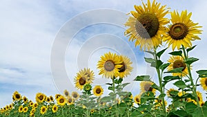 Close up sunflower in the field