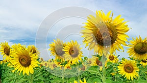 Close up sunflower in the field