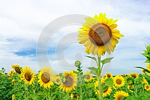 Close up sunflower in the field