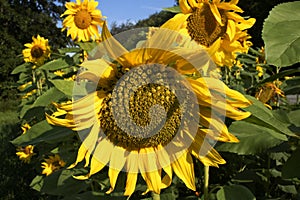 Close-up at a sunflower  in a field against a blue sky