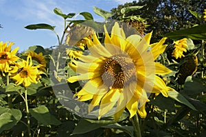 a close-up at a sunflower in a field against a blue sky