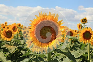 Close-up Sunflower field and blue skies