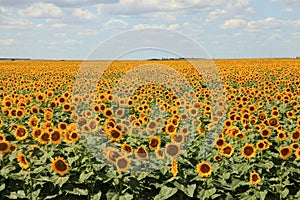 Close-up Sunflower field and blue skies