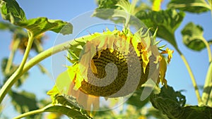 Close up of sunflower on field of sunflowers with blue sky background Summertime