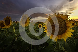 Close up of the Sunflower Fields at sunset
