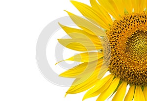 Close up of sunflower flower isolated with copy space,