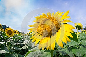 Close Up Sunflower