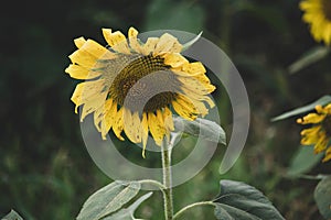 Close-up of a sunflower growing in a field of sunflowers during a nice sunny summer day with some clouds
