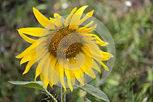 Close-up of a sunflower growing in a field of sunflowers during a nice sunny summer day with some clouds