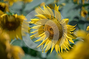 Close-up of a sunflower growing in a field of sunflowers during a nice sunny summer day with some clouds