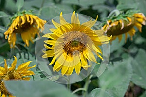 Close-up of a sunflower growing in a field of sunflowers during a nice sunny summer day with some clouds