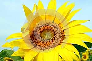 Close-up of a sunflower head