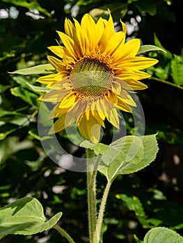 Close up of sunflower head, Helianthus annuus