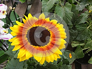 Close-up of sunflower, Helianthus annuus, with green leaves in the background.