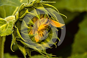 Close-up of a sunflower, its petals just beginning to open in preparation for full bloom