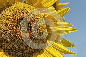 Close up of sunflower over blue sky.