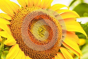 Close up sunflower,select focus and color toned