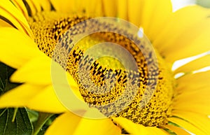 Close up sunflower,select focus and color toned