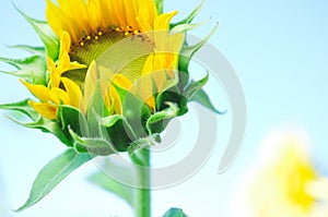 Close up of sunflower with shallow depth of field in nature, flower, blur