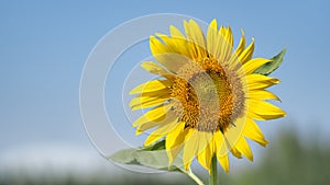 Close up sunflower with sky