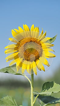 Close up sunflower with sky