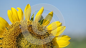 Close up sunflower with sky